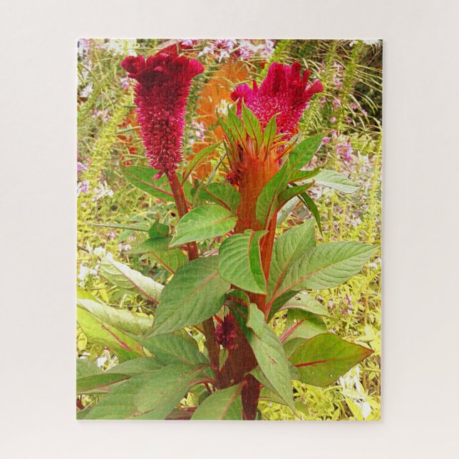 COCKSCOMB-BLUME (Vertikal)