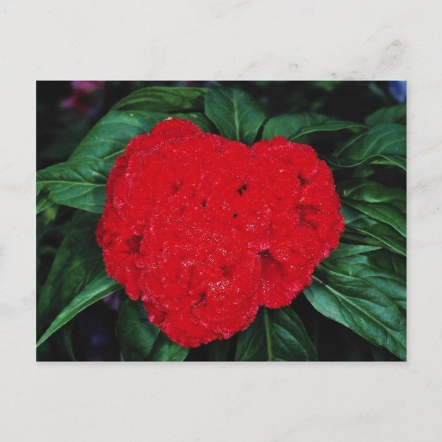 Cockscomb, Blume der Ostindien Postkarte (Vorderseite)