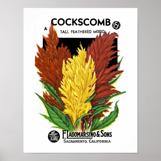 Cockscomb Poster (Vorne)