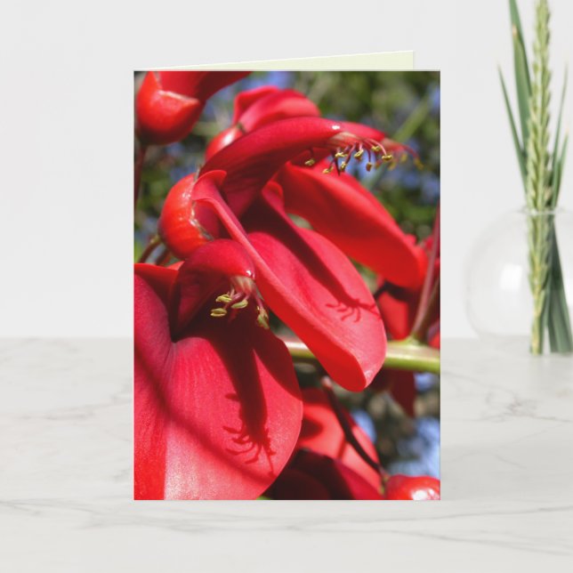 Cockspur Korallenbaum Karte (Vorderseite)