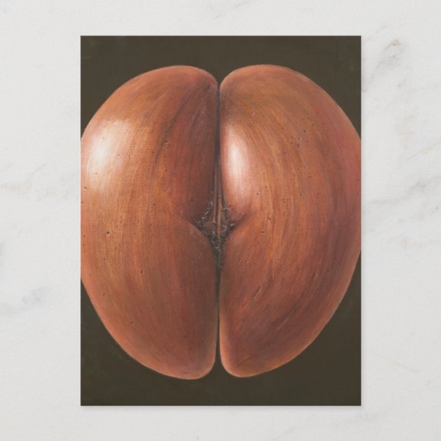 Coco de Mer Maldives 2012 Postkarte (Vorderseite)