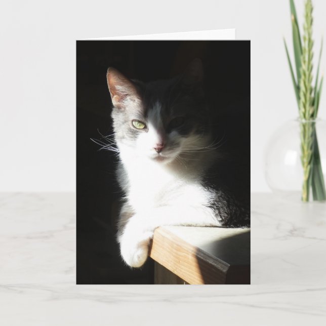 "Coco in the Light I."  Grußkarte Karte (Vorderseite)