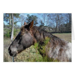 Coco und Creme: farbiges Pferd