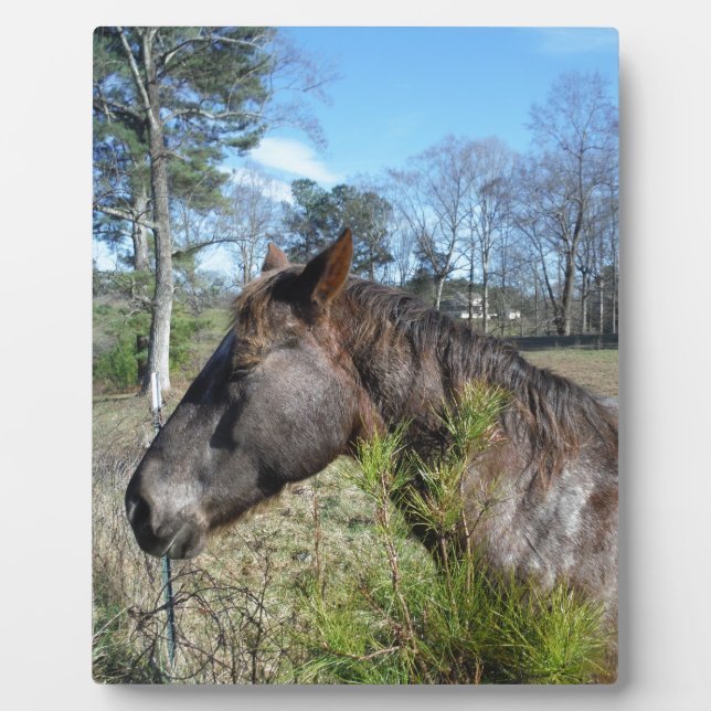 Coco und Creme: farbiges Pferd Fotoplatte (Vorderseite)