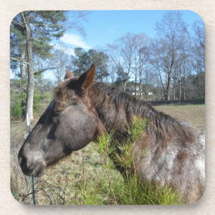 Coco und Creme: farbiges Pferd Untersetzer