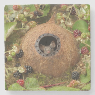 Coconut Muschel Mauerstein Untersetzer