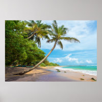 Coconut Palm, Mirissa Beach | Sri Lanka