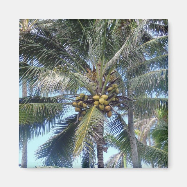 Coconut Palm Oahu Magnet (Vorne)