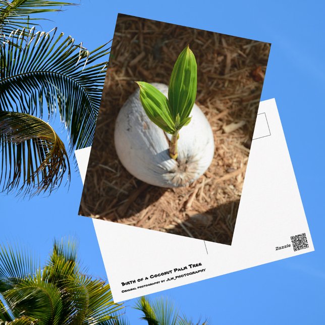 Coconut Palm Postkarte (Von Creator hochgeladen)