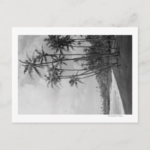 Coconut Palms - Hawaiianische Inseln Fotografie Postkarte