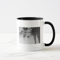 Coconut Palms - Hawaiianische Inseln Fotografie