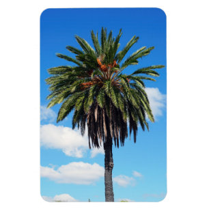 Coconut Tree Foto Magnet