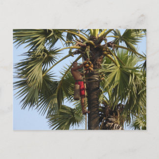 Coconut Tree Postkarte