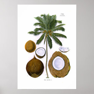 Cocos nucifera (Kokosnusspalme) Poster