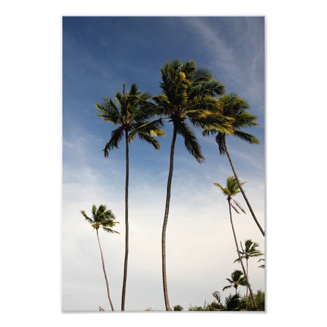 Cocotiers Brésil Photo Print (Devant)