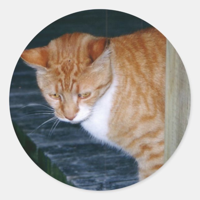 Cody les Stickers Chat (Devant)