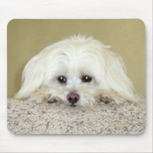 "CODY" süßes LittleMaltese Foto an der Spitze de Mousepad