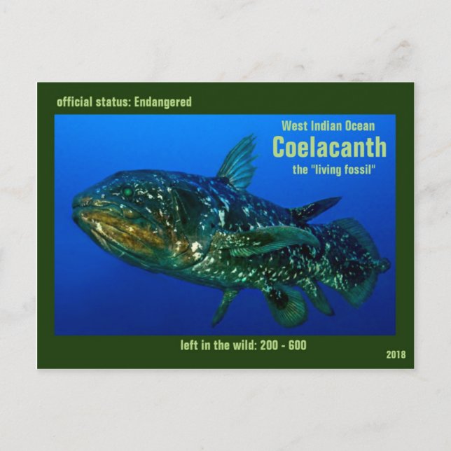 Coelaconth, die "lebenden versteinerten Fische" Postkarte (Vorderseite)