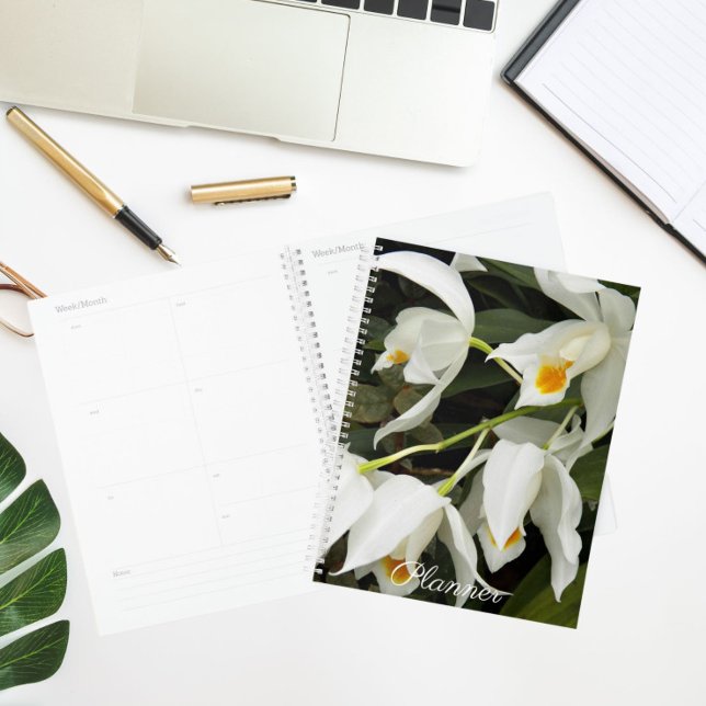 Coelogyne Mooreana Orchidée fleurit Floral (Créateur téléchargé)