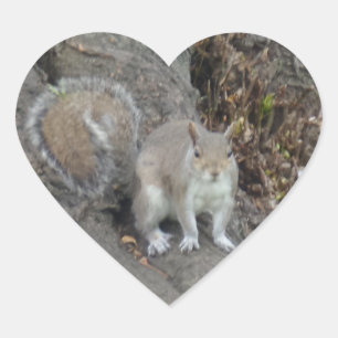 Cœur Belle Sticker Coeur d'écureuil