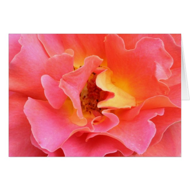 coeur de la carte vierge de rose (Devant horizontal)