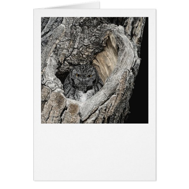 "Coeur de San Pedro" - Chouette à cris (Devant)