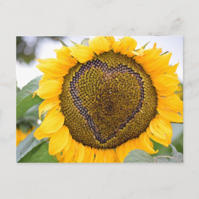 Cœur de tournesol - carte postale (Devant)