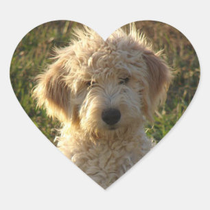 Cœur Sticker de salutation pour Chien Chien Coquelicot 