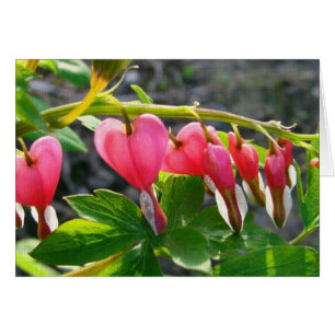Coeurs saignants