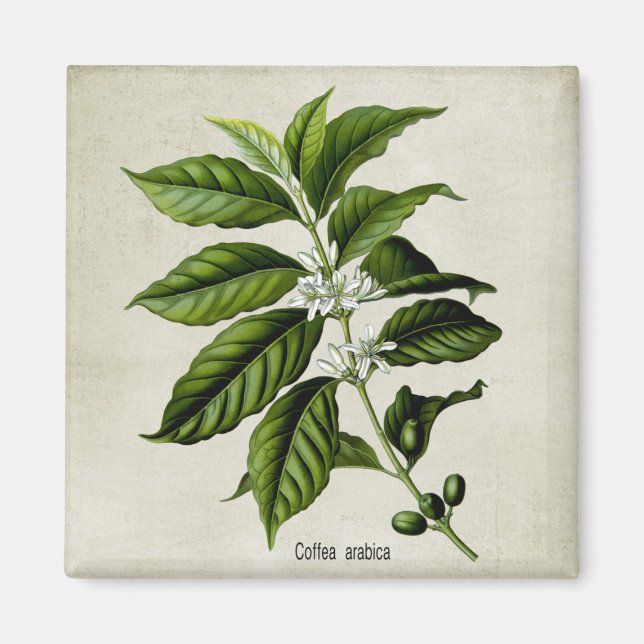 Coffea arabica magnet (Vorne)