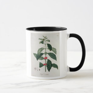 Coffea-Arabica von "Phytographie Medicale" durch Tasse