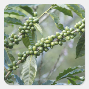 Coffea ist eine große Klasse der blühenden Quadratischer Aufkleber