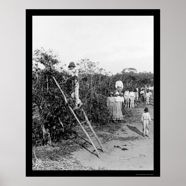 Coffee Berry Pickers in Brazil 1911 Poster (Vorne)