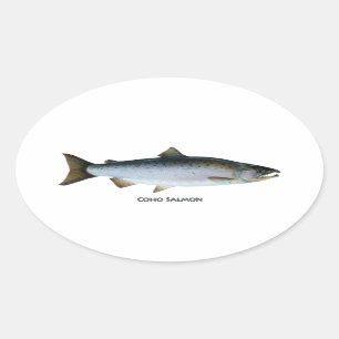 Coho-Lachse Ovaler Aufkleber