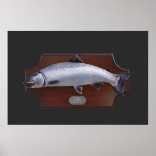 Coho Lmon Trophy Display Plaque Poster