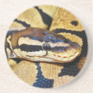 Coiled Ball Python Closeup Untersetzer