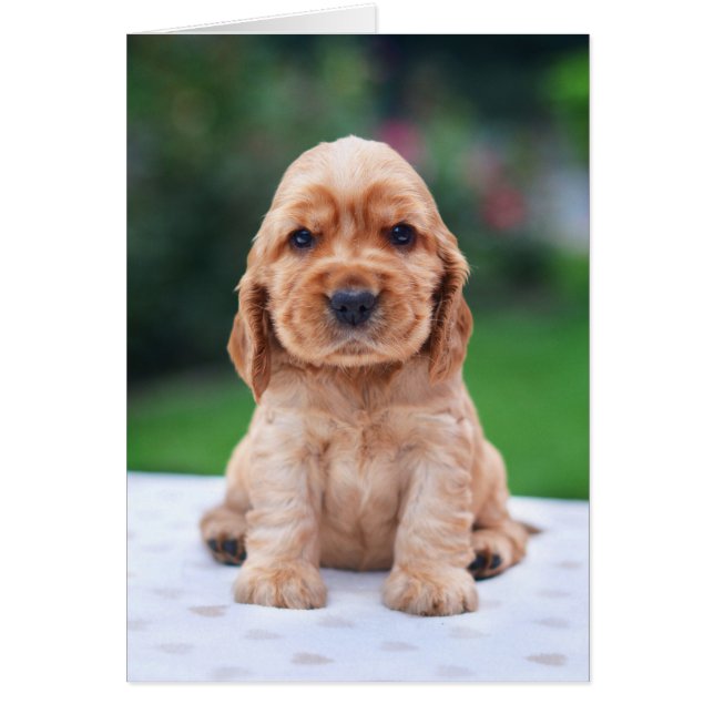 Coker Spaniel Puppy (Vorne)