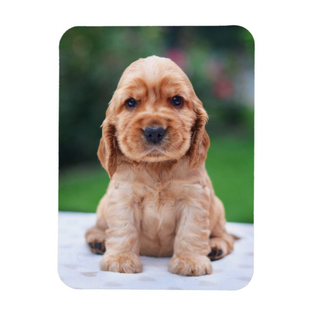 Coker Spaniel Puppy Magnet (Vertikal)