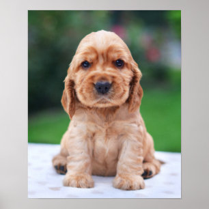 Coker Spaniel Puppy Poster