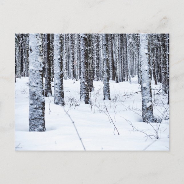 COL DU MOLLENDRUZ, MONT-LA-VILLE, SCHWEIZ POSTKARTE (Vorderseite)