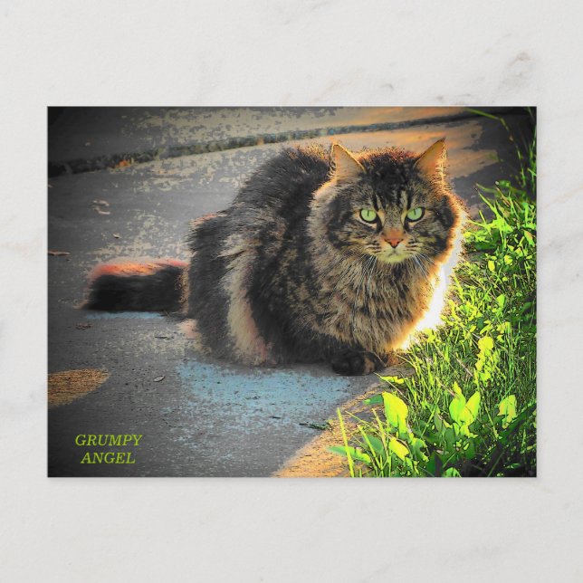 Cold Kitty Cat Postkarte (Vorderseite)
