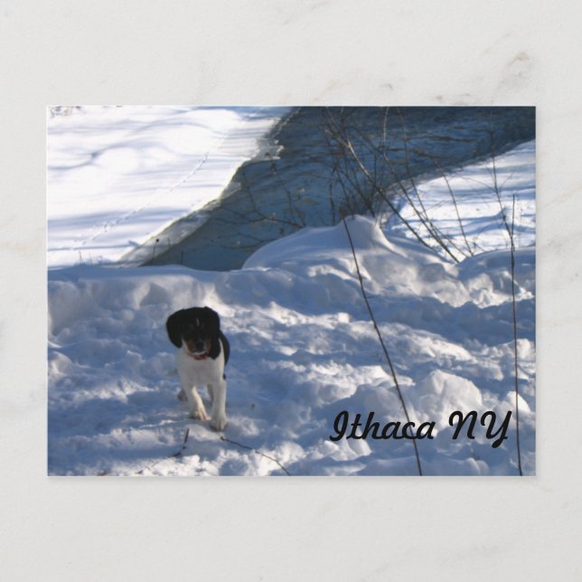 Cold Puppy Postkarte (Vorderseite)