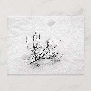 Cold Tree Postkarte