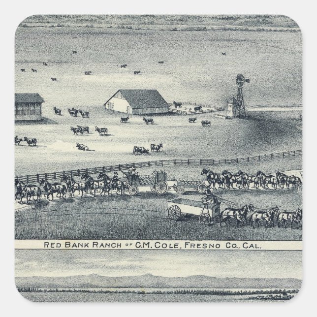 Cole Ranches Quadratischer Aufkleber (Vorderseite)