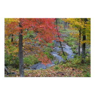 Coles Creek gesäumt von Herbst-Ahornbäumen in der Fotodruck