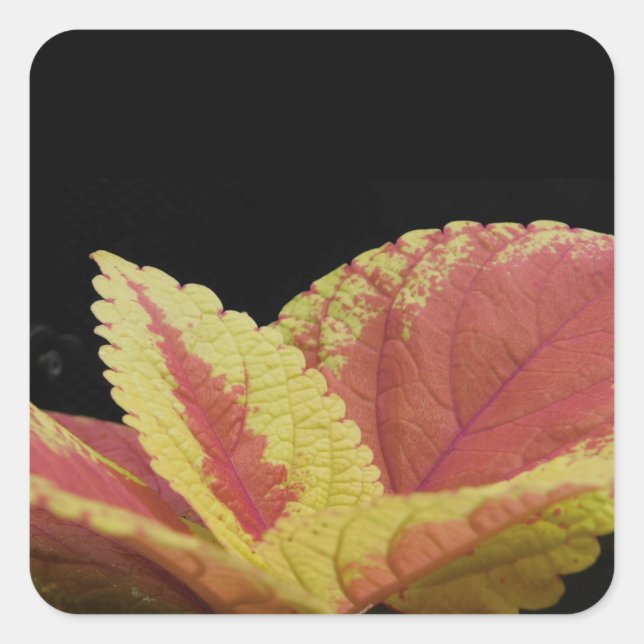 Coleus Blätter Quadratischer Aufkleber (Vorderseite)