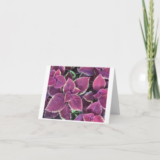 Coleus Card Karte (Vorderseite)