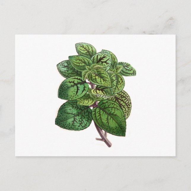 Coleus Gibsonii Postkarte (Vorderseite)