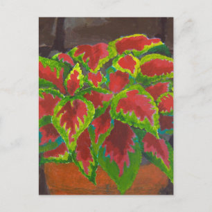 Coleus in Terracotta Postkarte