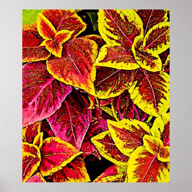 Coleus Leaf Burst Design Poster (Vorne)